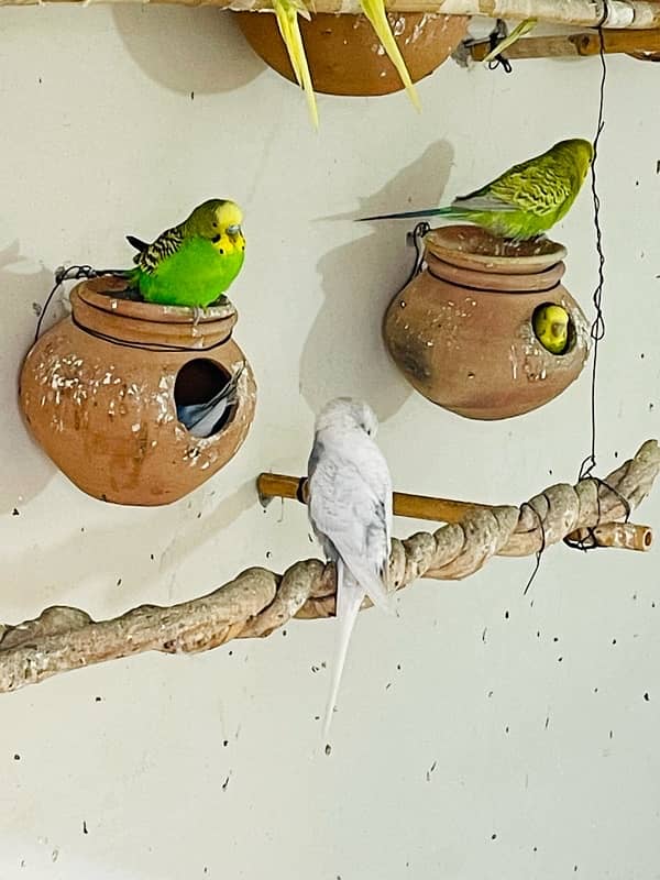 budgies (Australian parrots) 2