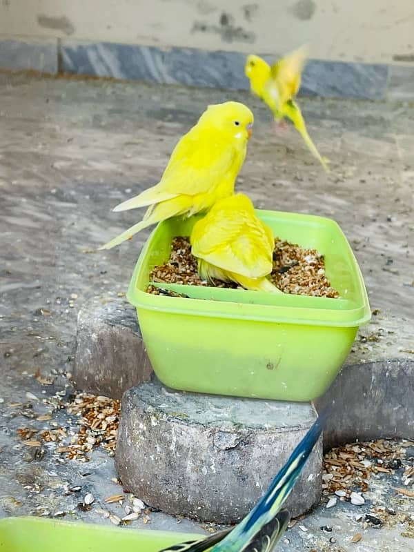 budgies (Australian parrots) 3