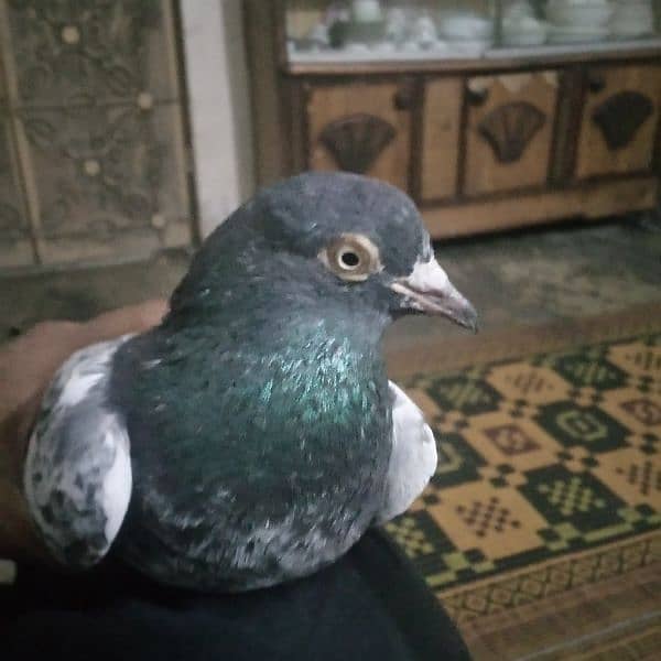 pigeions for sale 0