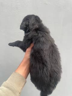 Dog puppy available 03043195600