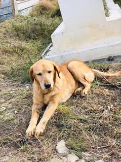 Labrador female dog