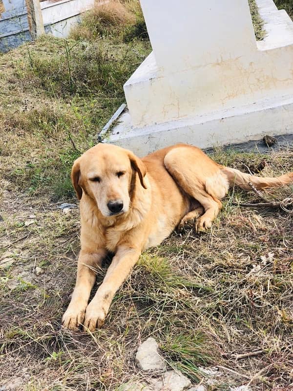 Labrador female dog 0