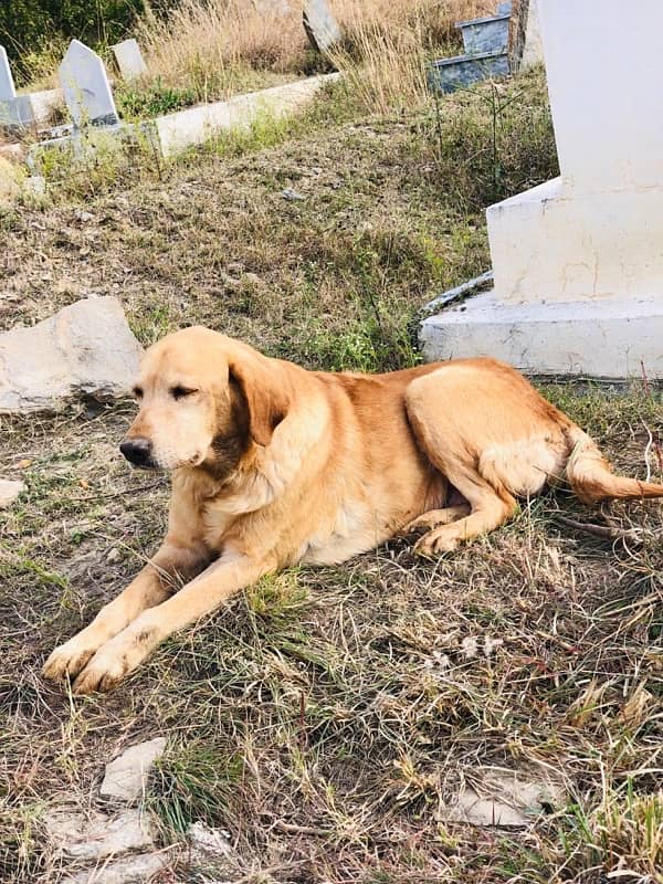 Labrador female dog 1