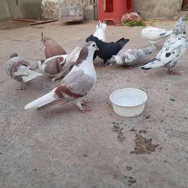 pigeons for sale on argent basis 9