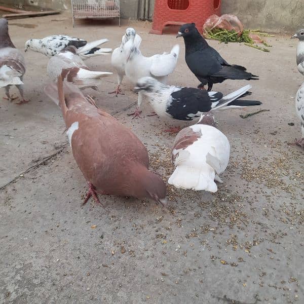 pigeons for sale on argent basis 10