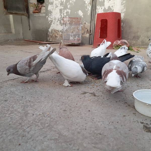 pigeons for sale on argent basis 12