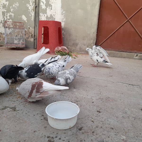 pigeons for sale on argent basis 13