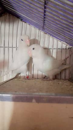 brider pair albino paper white black eyes