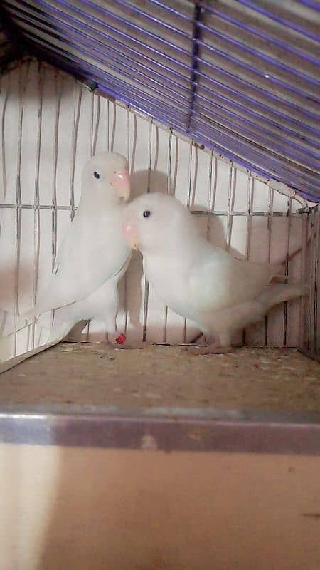 brider pair albino paper white black eyes with cage and box 0