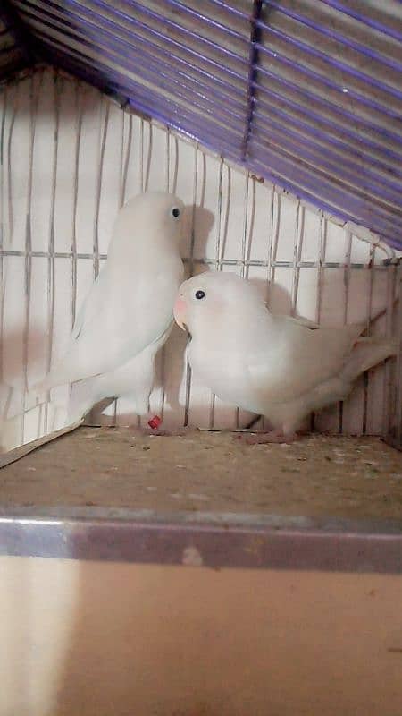 brider pair albino paper white black eyes with cage and box 2