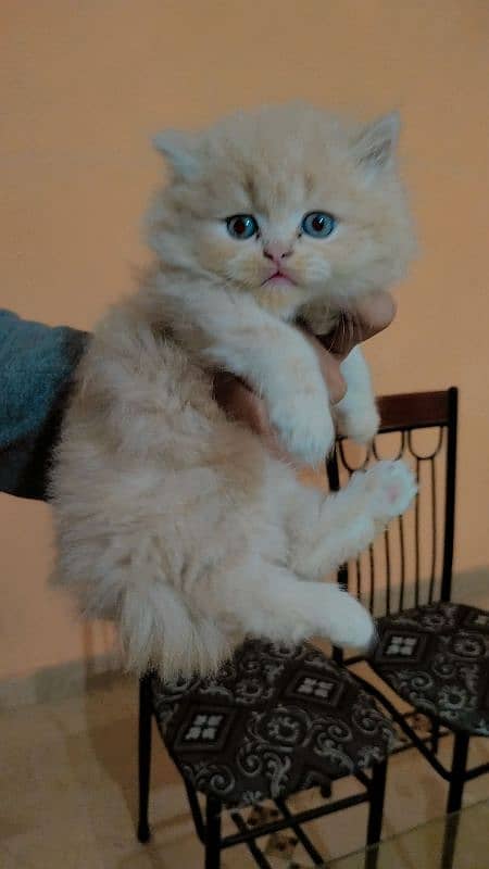 Triple coated persian kittens (03329485777) 0