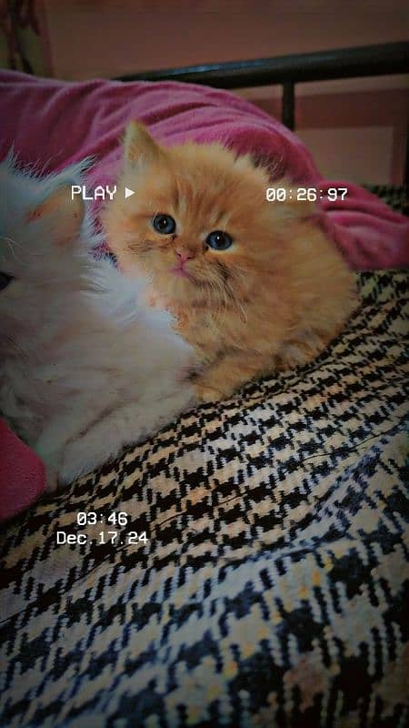 Triple coated persian kittens (03329485777) 1