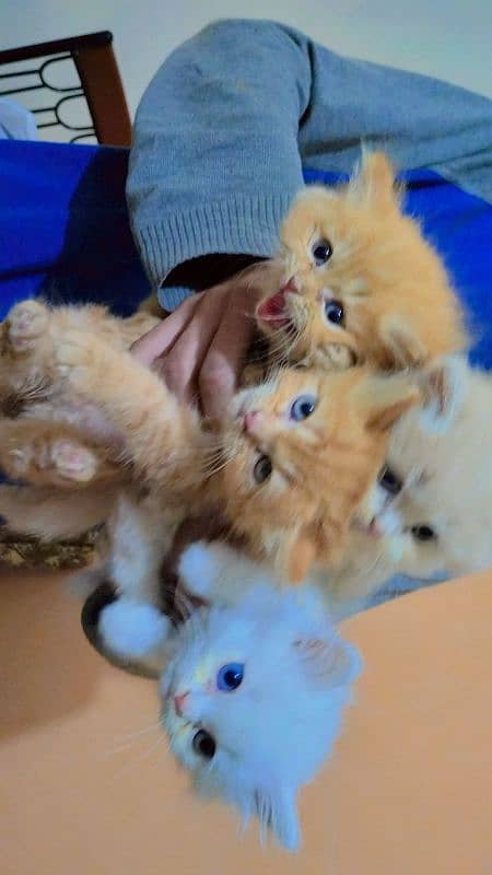 Triple coated persian kittens (03329485777) 2