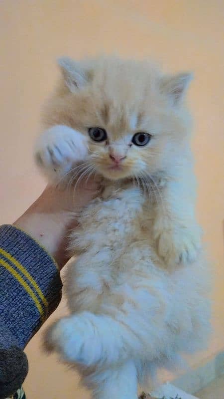 Triple coated persian kittens (03329485777) 3