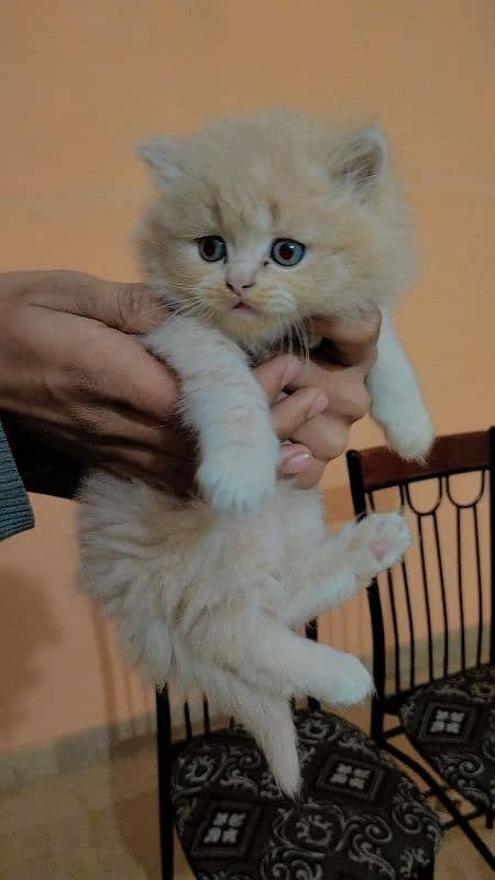 Triple coated persian kittens (03329485777) 4