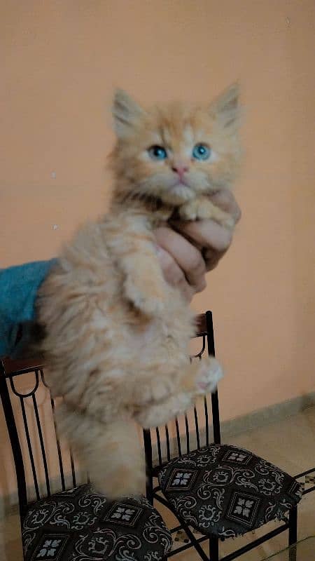 Triple coated persian kittens (03329485777) 5