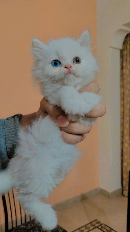 Triple coated persian kittens (03329485777) 7