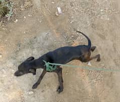 English pointer dog