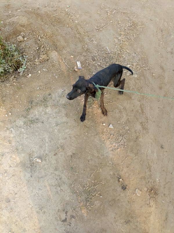 English pointer dog 2