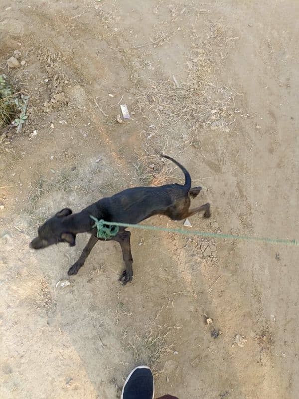 English pointer dog 3