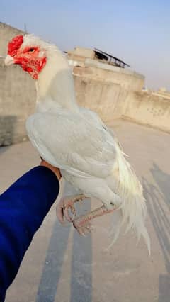 heera aseel male in long hight fore sale