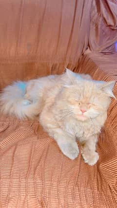 i sale my Persian cat