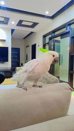 Triton Cockatoo