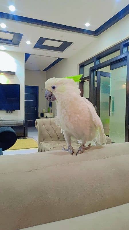 Triton Cockatoo 1