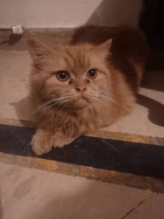 Persian Male Cat for Sale