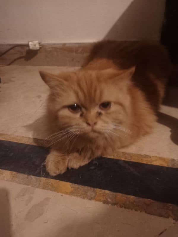 Persian Male Cat for Sale 1