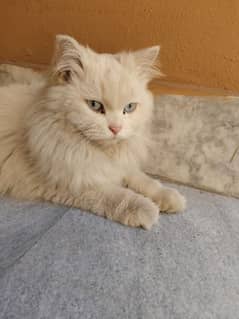 Persian triple coat (blue eyes)