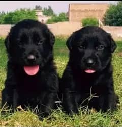 Black German Shepherd Puppies | German Shepherd Long Coat pair