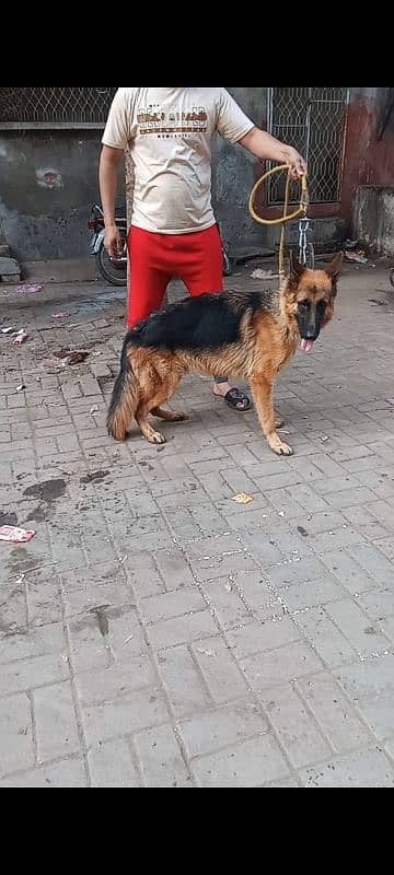 Jerman Shepherd king size 2