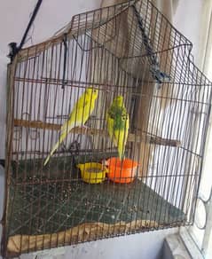 love bird with cage