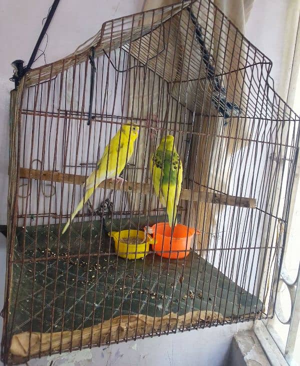 love bird with cage 0