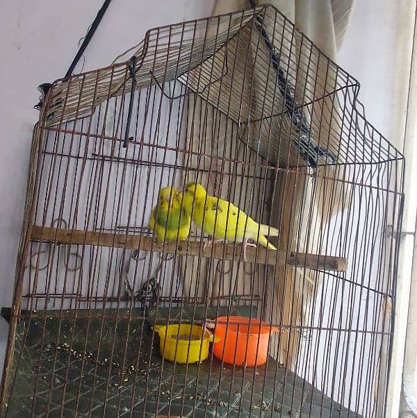 love bird with cage 1