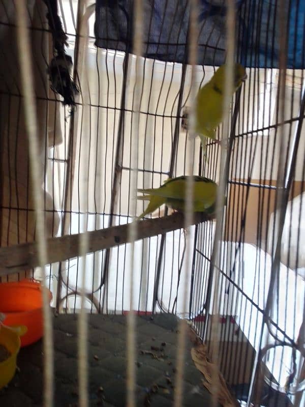 love bird with cage 2