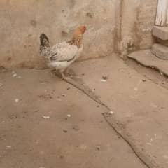 one hen and 3 aseel chicks