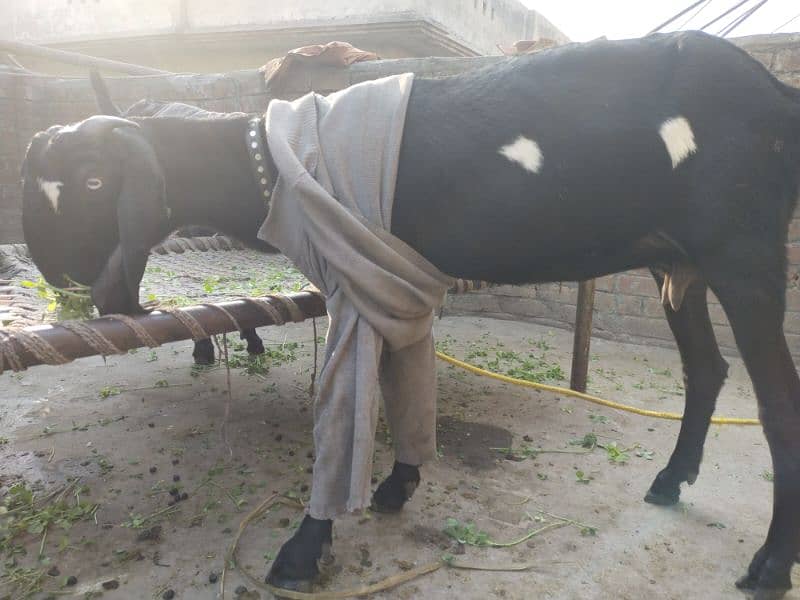 Kala daba amratsari betal good quality bakri 1