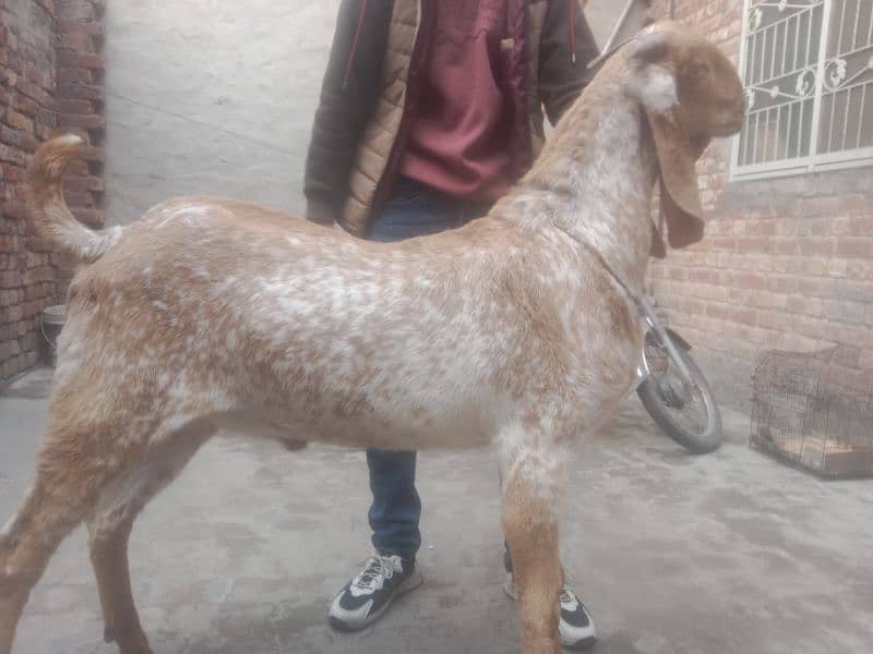 kherrra Bakra 0