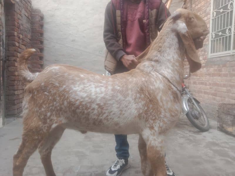 kherrra Bakra 1