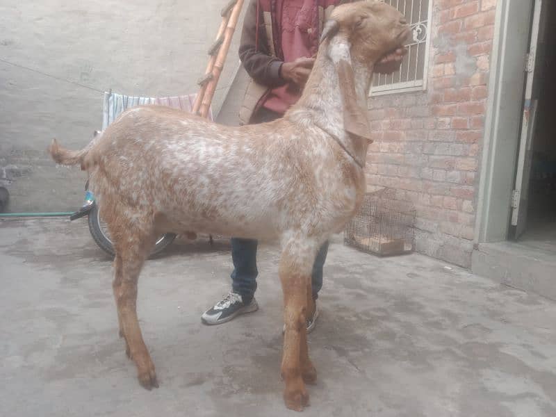 kherrra Bakra 2