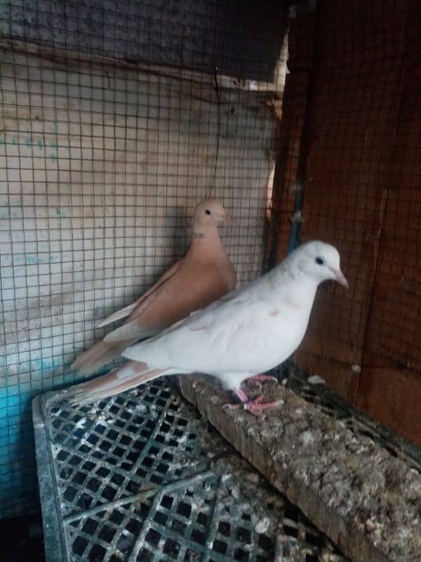 Dove pair 0