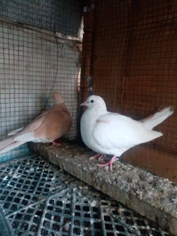 Dove pair 2