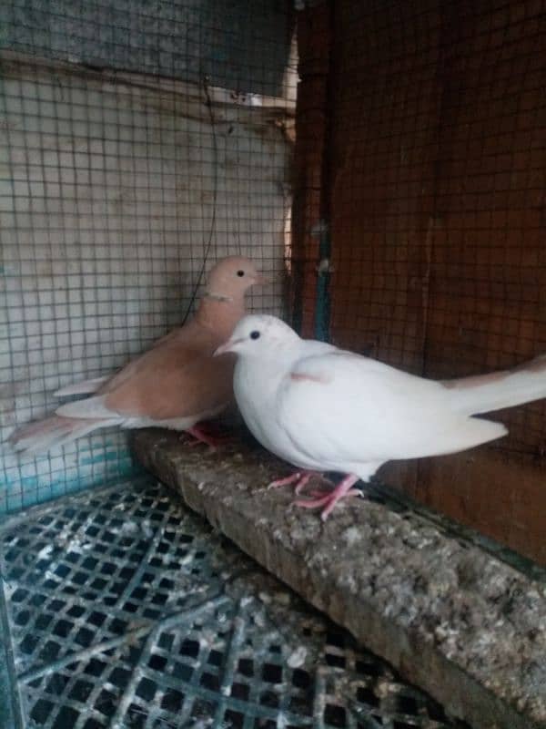 Dove pair 3