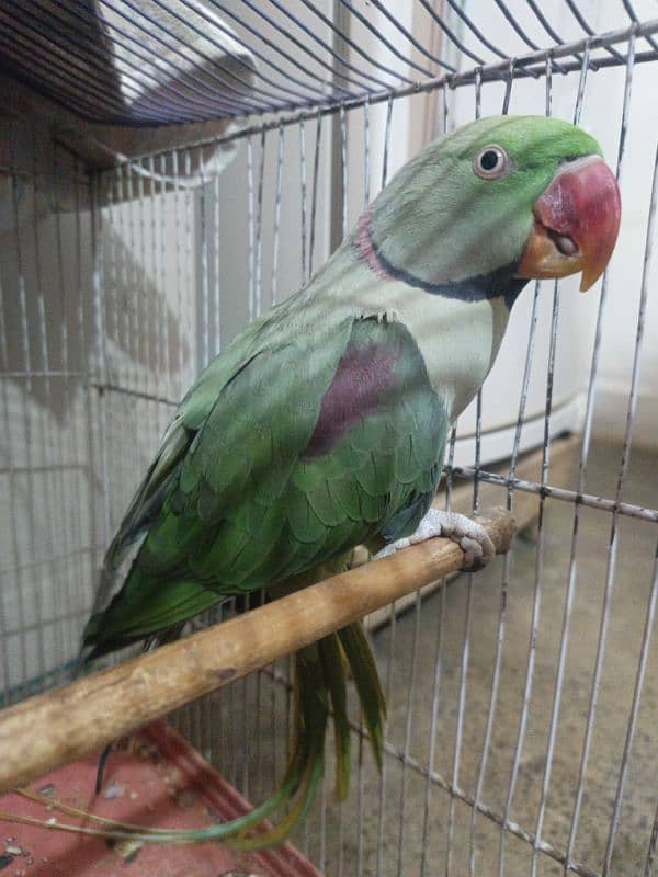 Raw parrot With cage 0