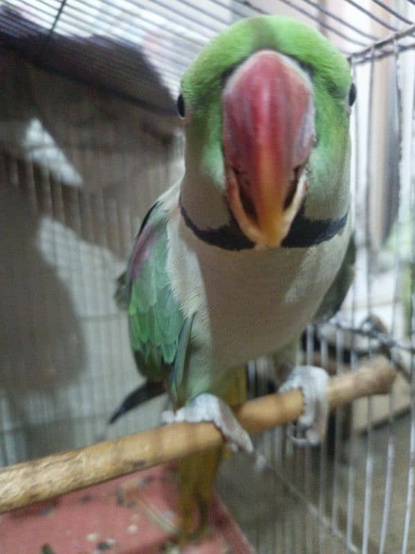 Raw parrot With cage 1