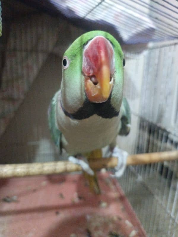 Raw parrot With cage 2