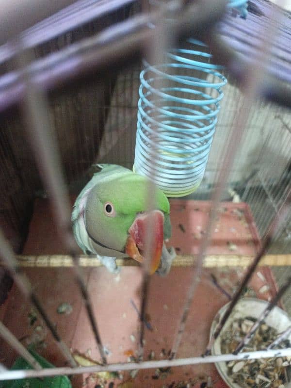 Raw parrot With cage 3