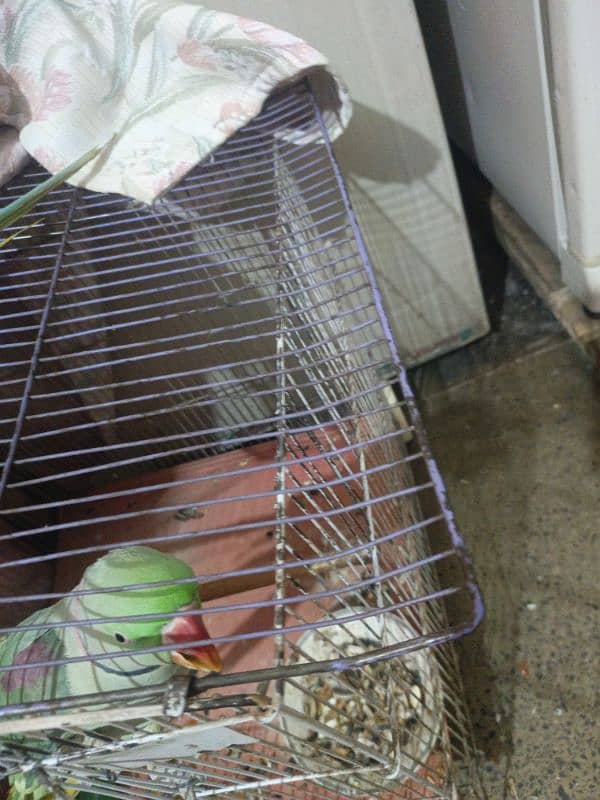 Raw parrot With cage 4